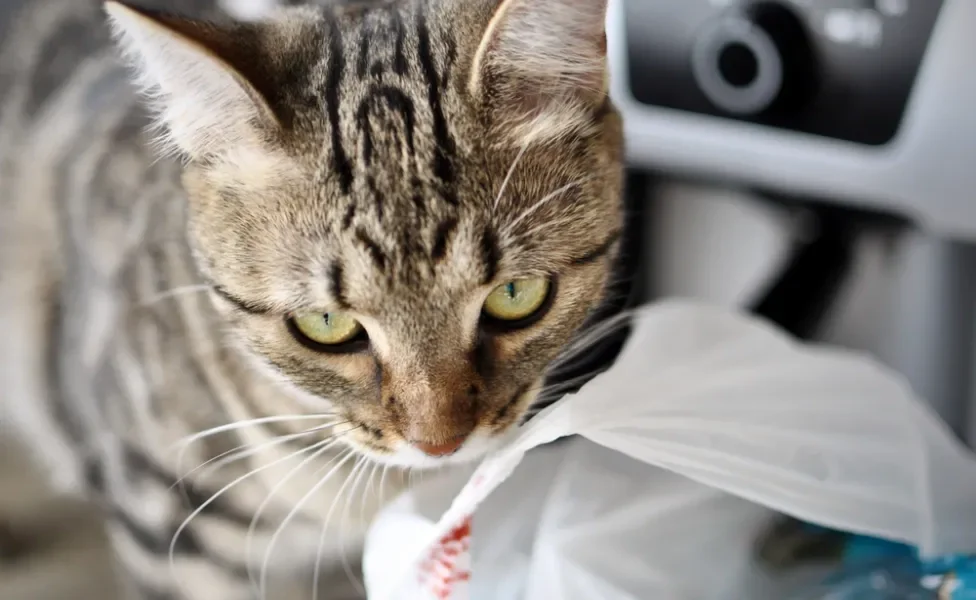 alotriofagia em gatos: gato lambendo sacola plástica