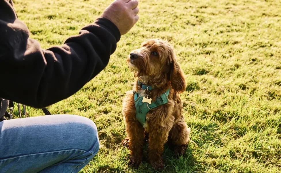 Cachorro peludo com coleira verde recebendo algo das mãos de tutor em ambiente repleto de grama e ensolarado