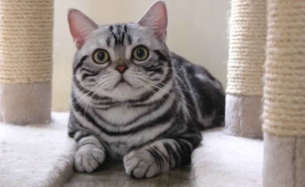 American Shorthair deitado ao lado de arranhador