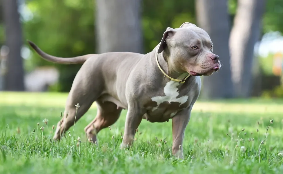 Cão American Bully cinza em pé em gramado