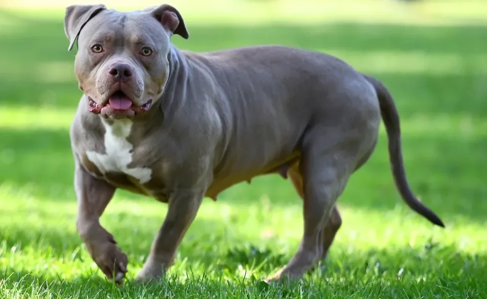 cachorro american bully