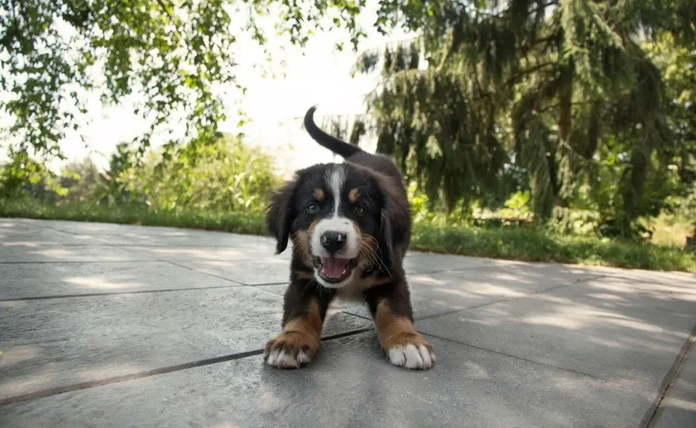 cachorro feliz ao ar livre