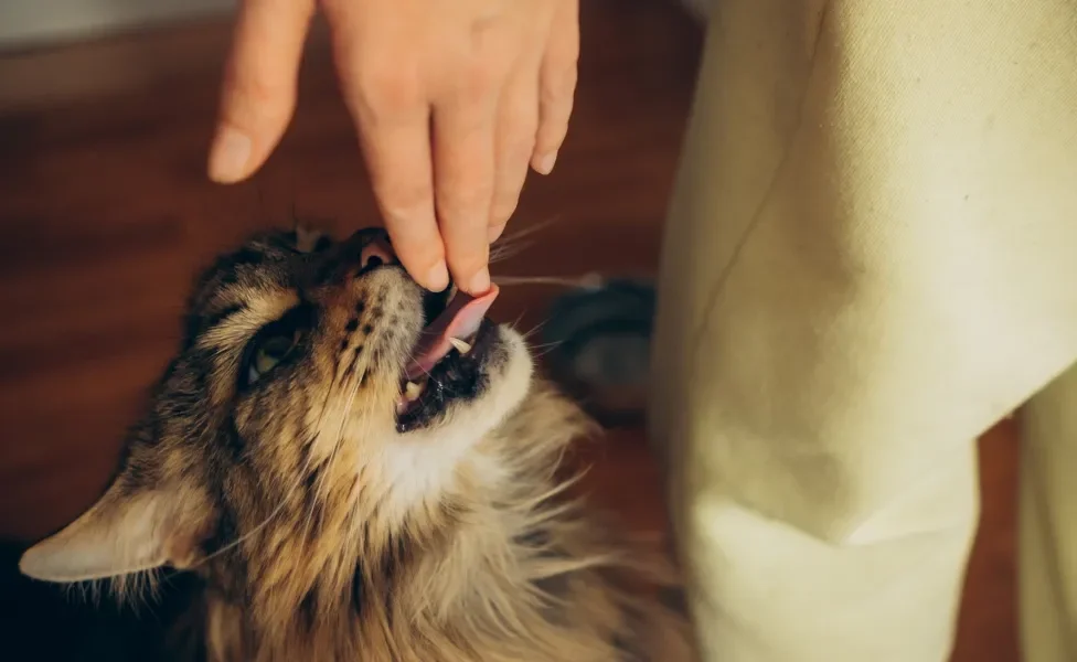 gato lambendo mão humana