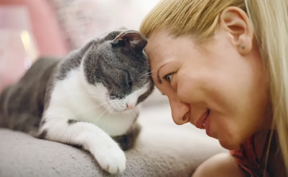 Tutora trocando carinho com gato cinza e branco