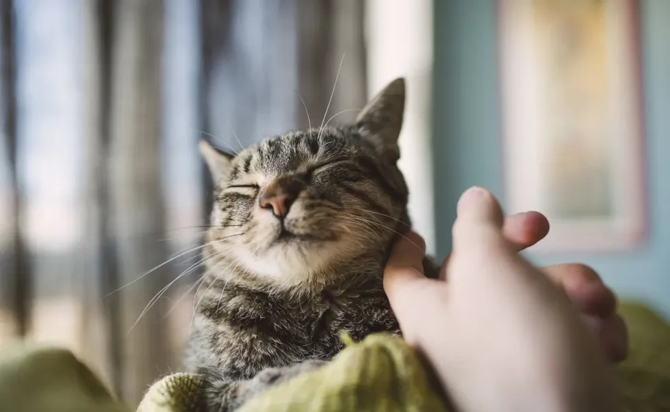 gato de olho fechado recebendo carinho no pescoço