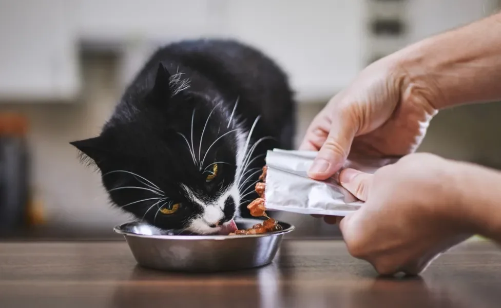 tutor dando sachê para gato