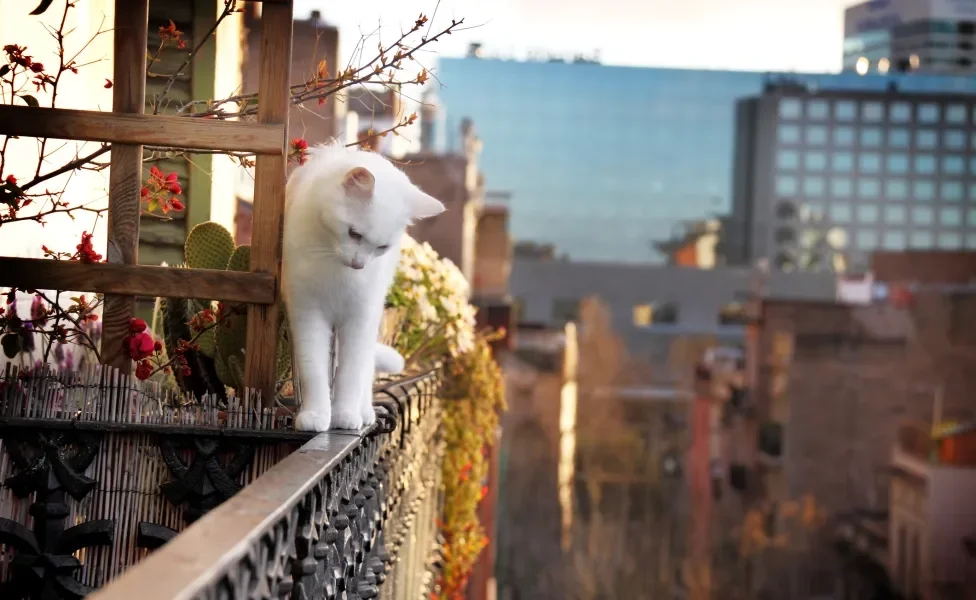 gato branco se equilibrando em muro de varanda