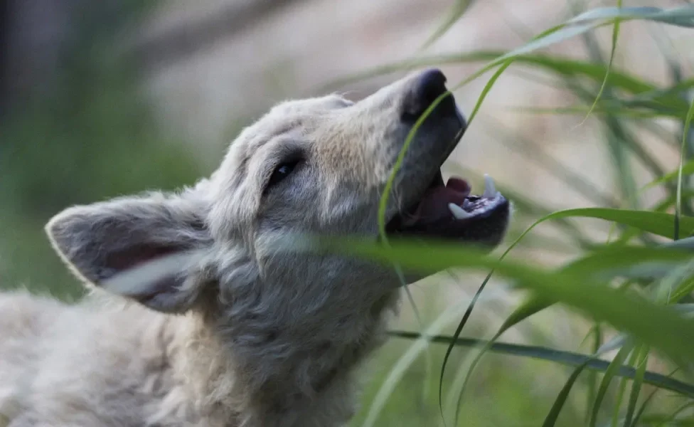 Cachorro comendo planta