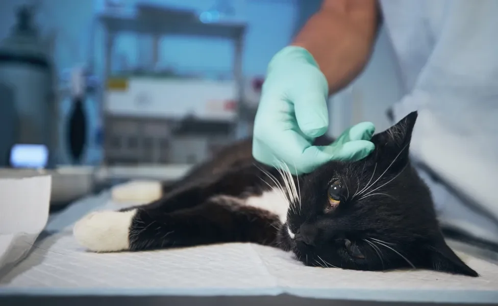 Gato preto e branco deitado no consultório enquanto veterinário o examina