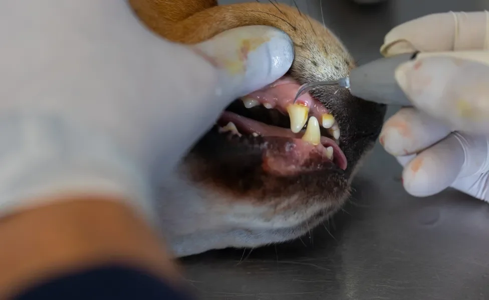 Veterinário limpando dentes de cachorro