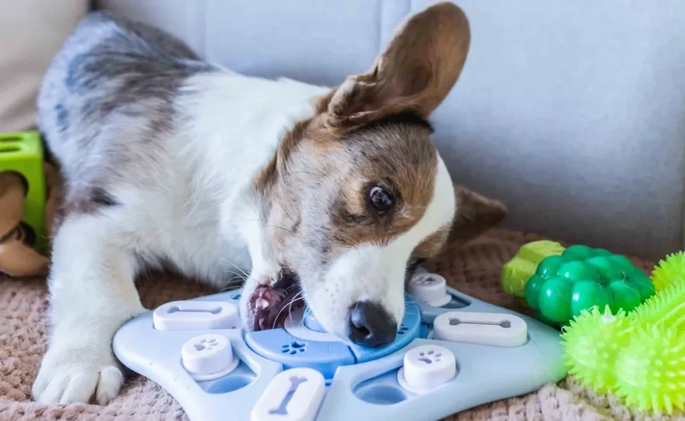 cachorro brincando com quebra-cabeças