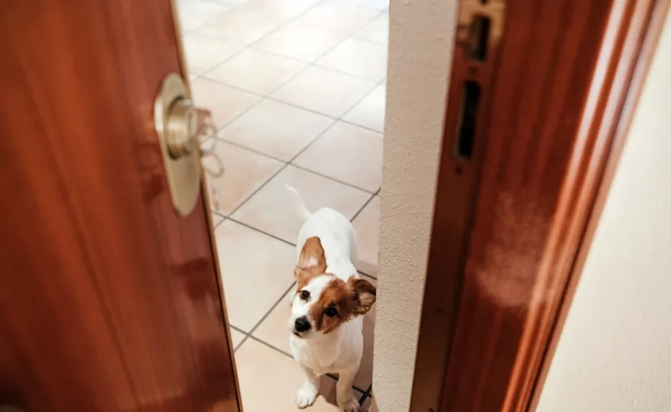 cachorro ansioso perto da porta entreaberta