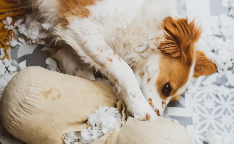 Cachorro deitado enquanto rasga travesseiro