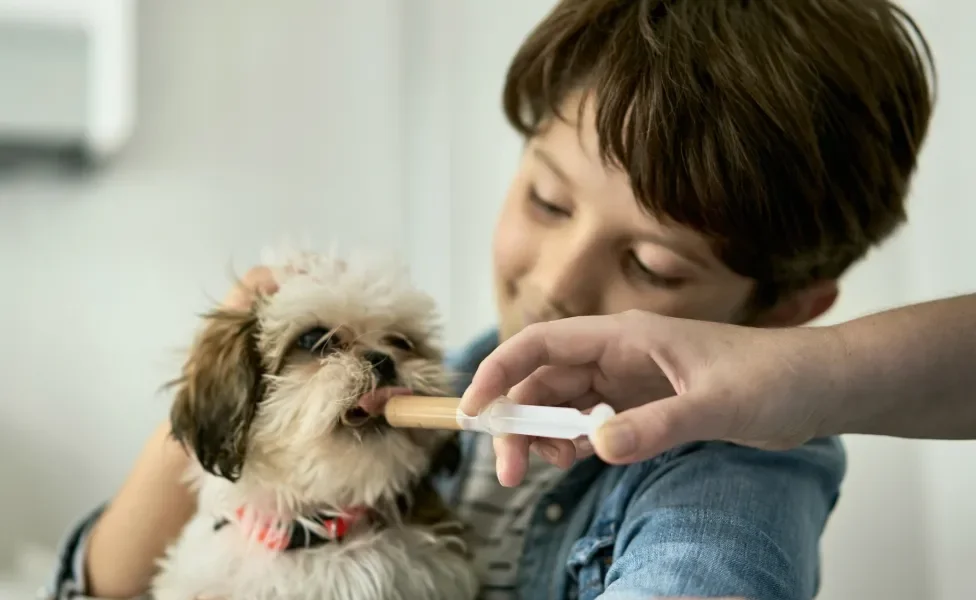 Cachorro tomando remédio no colo de menino