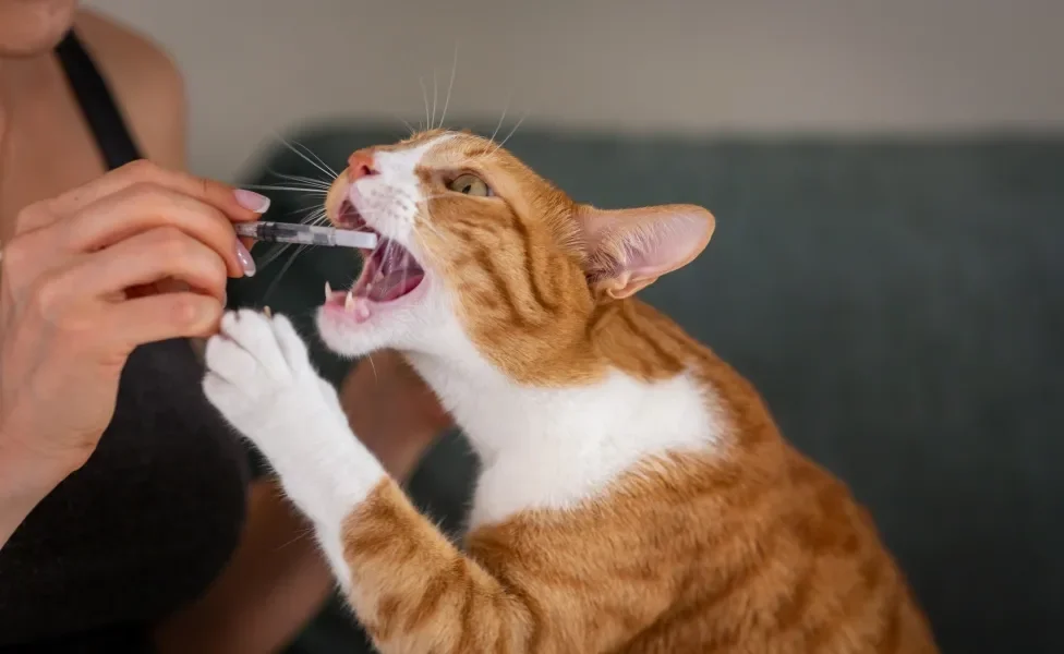 Gato tomando remédio na boca com auxílio de tutora