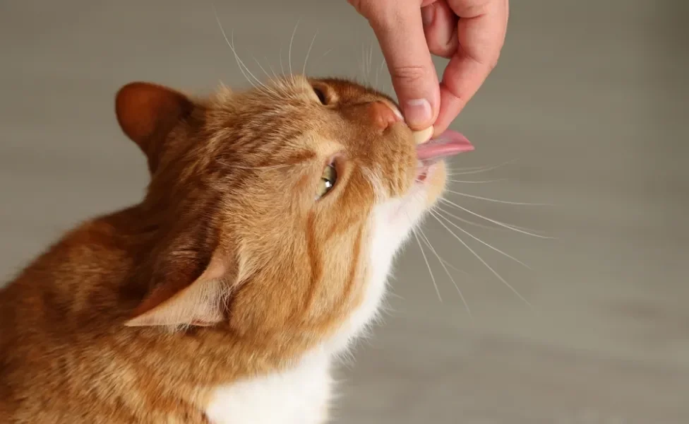 Felino laranja ingerindo um antipulgas para gatos em comprimido