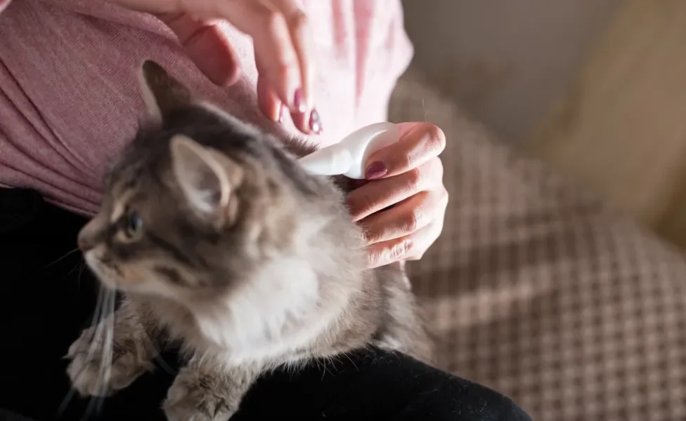 tutora aplicando antipulgas para gatos