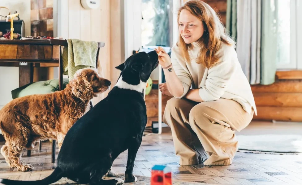 Mulher treinando dois cachorros em casa