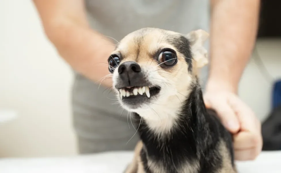 Cãozinho com semblante irritado