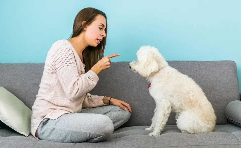 Tutora brigando com cãozinho Poodle em sofá