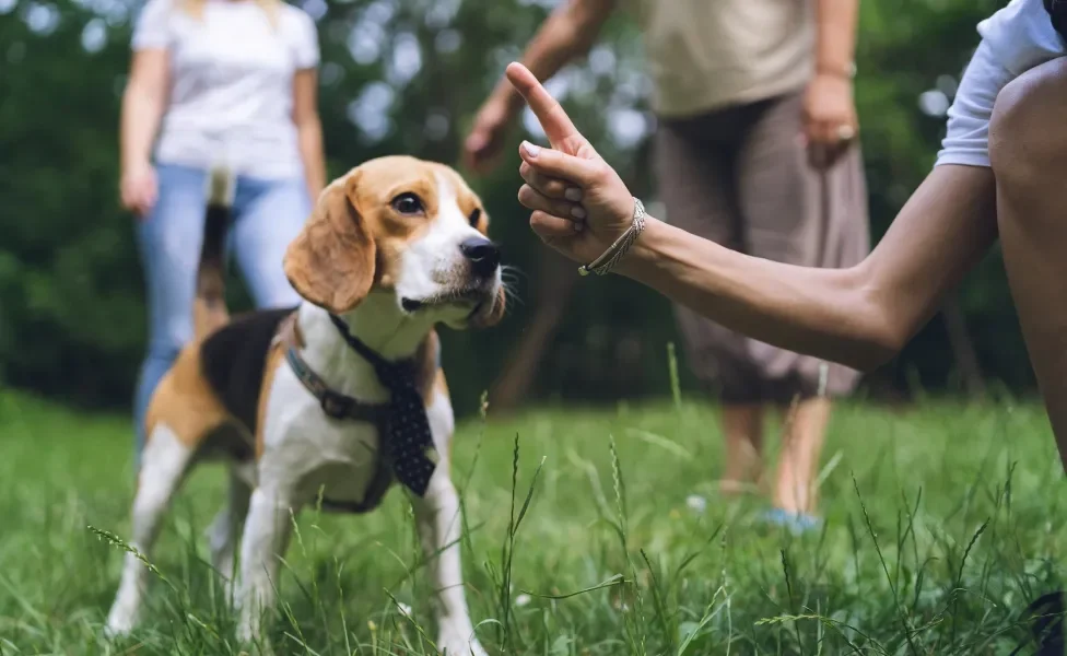 Tutora chamando atenção de cãozinho