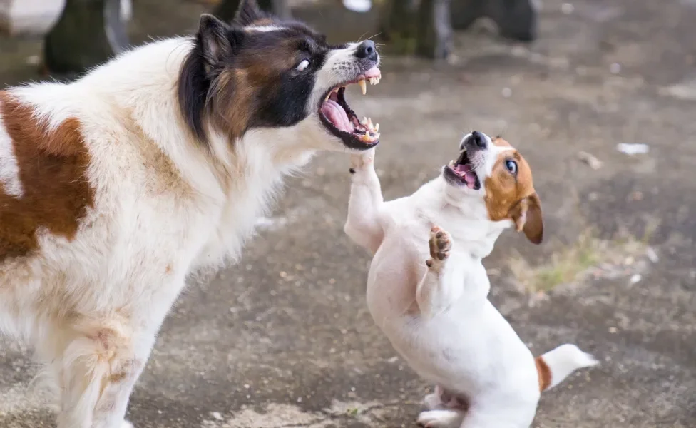 Cachorros brigando com caras feias