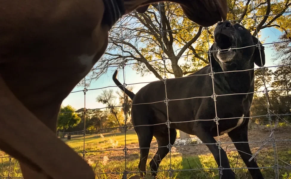 Cães latindo um para o outro separados por cerca de arame