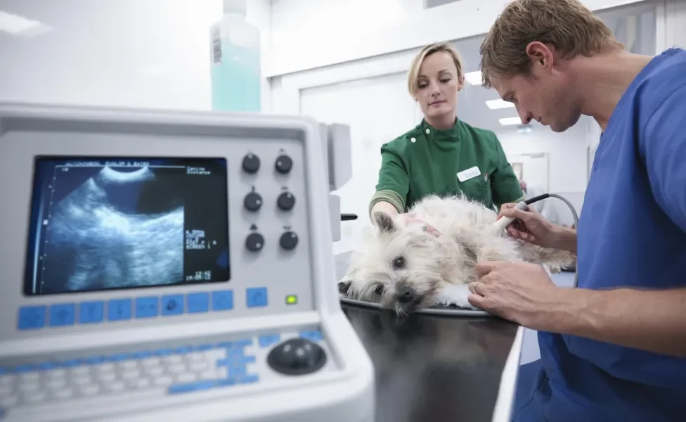 Cachorro em consultório sendo examinado por veterinários