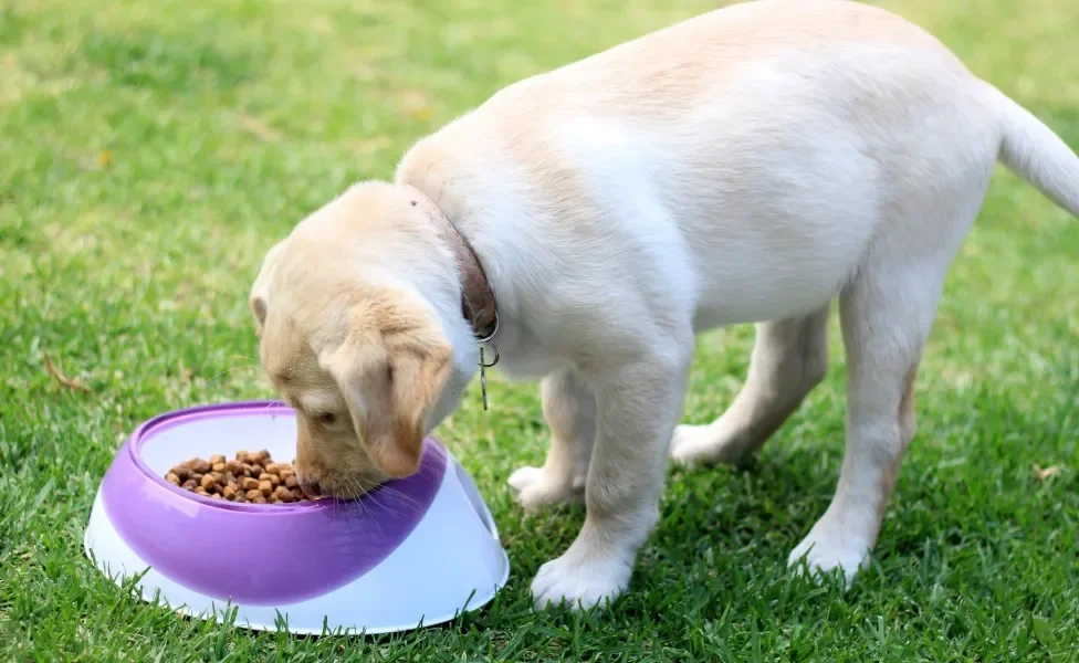 Cão filhote comendo ração em pote em cima de gramado