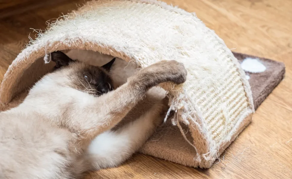 gato afiando as unhas em um arranhador para gatos