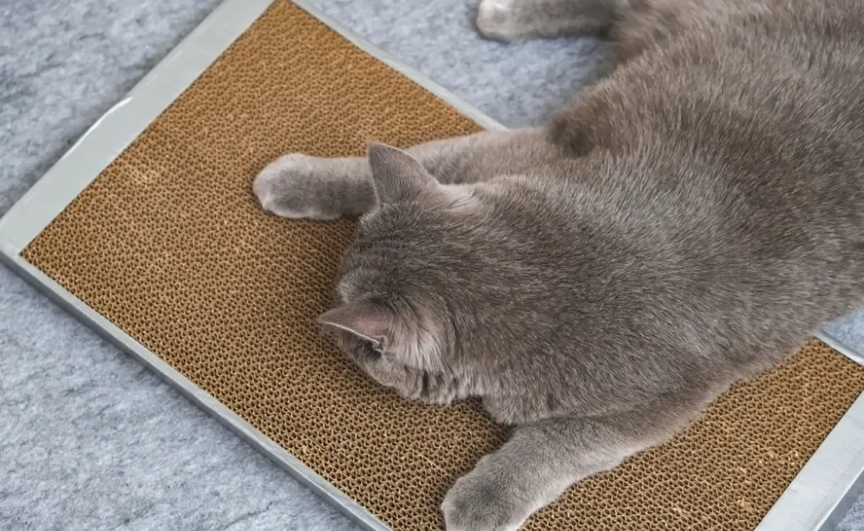 gato afiando as unhas no arranhador para gatos de tapete