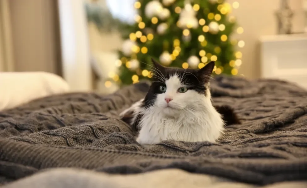 gato deitado na cama com árvore de natal atrás