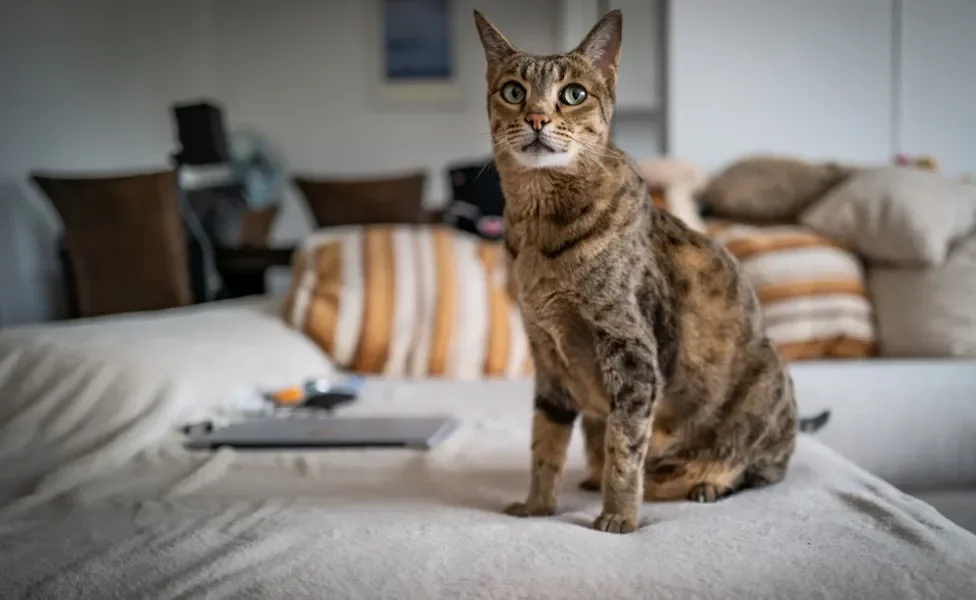 gato ashera na cama