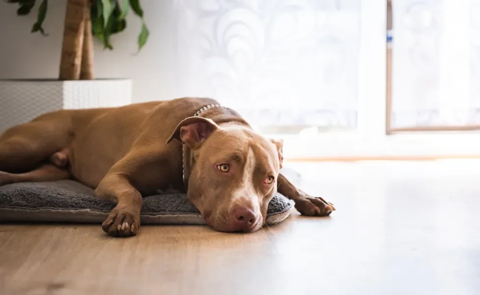 cachorro Pitbull deitado no chão da sala