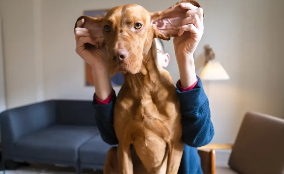 Humano levantando as grandes orelhas de cachorro em sala de estar