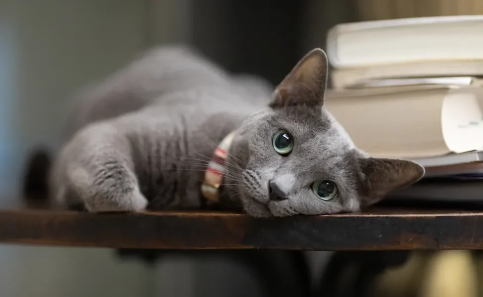 Azul Russo deitado na mesa