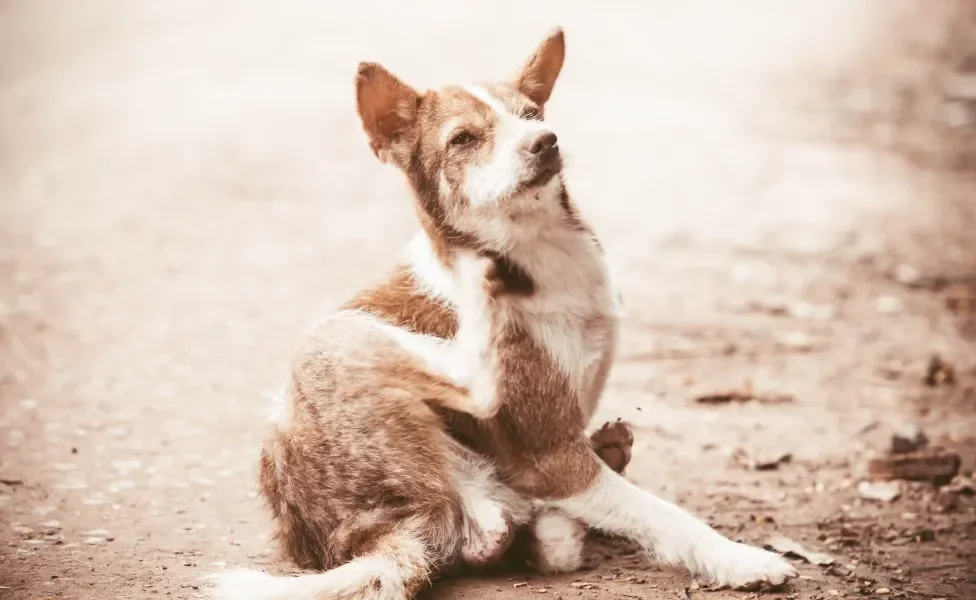 Cachorro se coçando