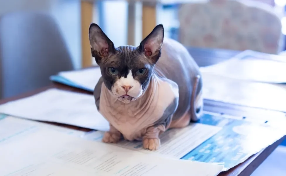 gato sem pelo da raça Bambino deitado em cima de mesa