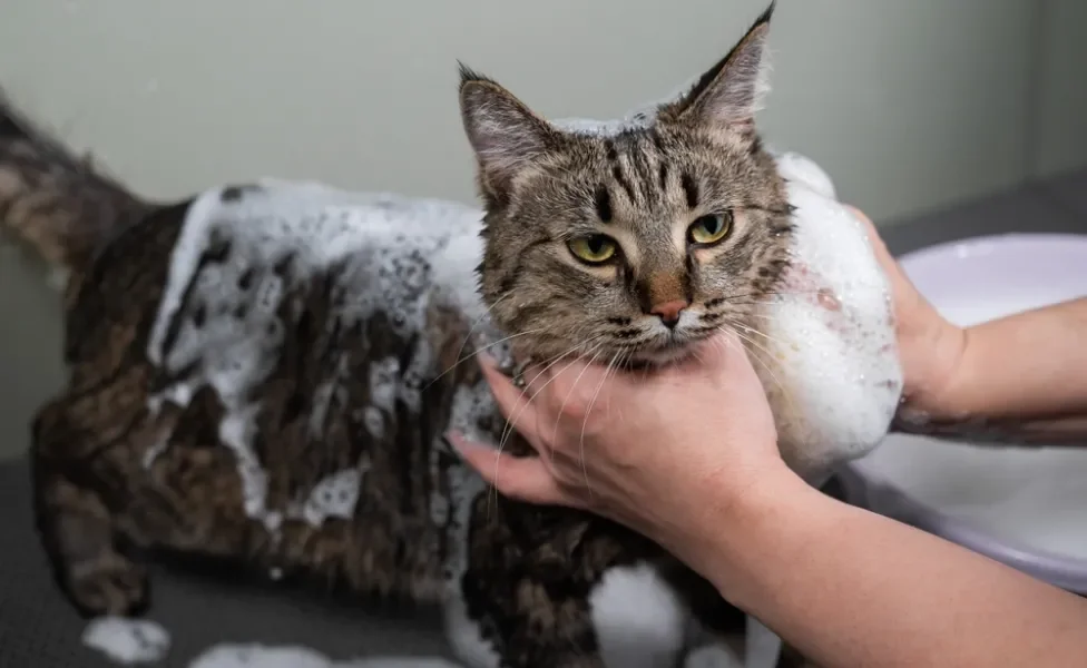 gato tomando banho com shampoo no corpo