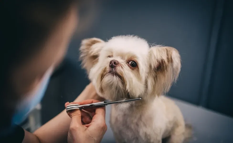 profissional fazendo tosa de cachorro