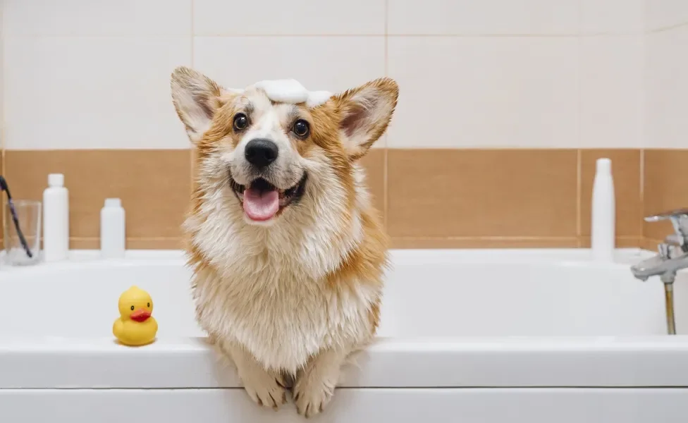 Cãozinho tomando banho em banheira com espuma na cabeça e patinho de brinquedo ao lado