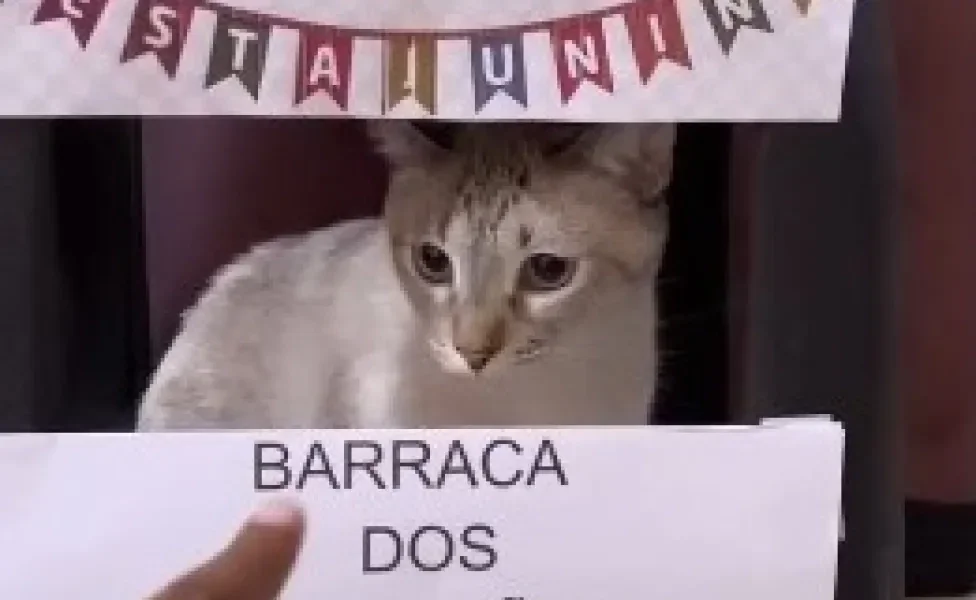 gato branco embaixo de banco de plástico com placa "barraca do arranhão"