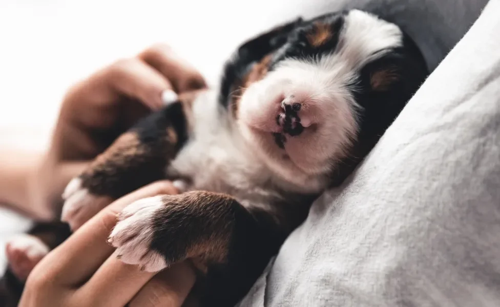 Filhote de cachorro recebendo carinho na barriga