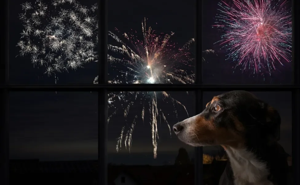 barulho que cachorro não gosta: cão olhando fogos de artifício