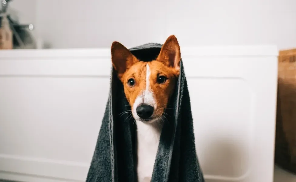 basenji com toalha na cabeça após o banho