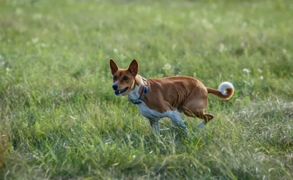 Basenji correndo ao ar livre