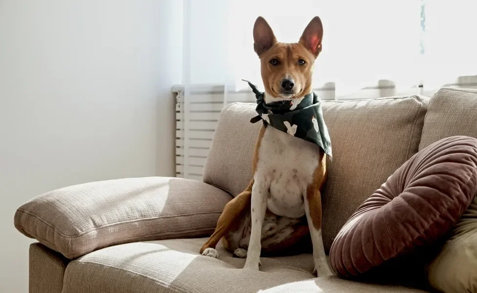 Basenji sentado em sofá