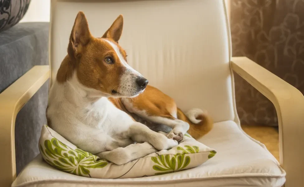 Basenji deitado em poltrona