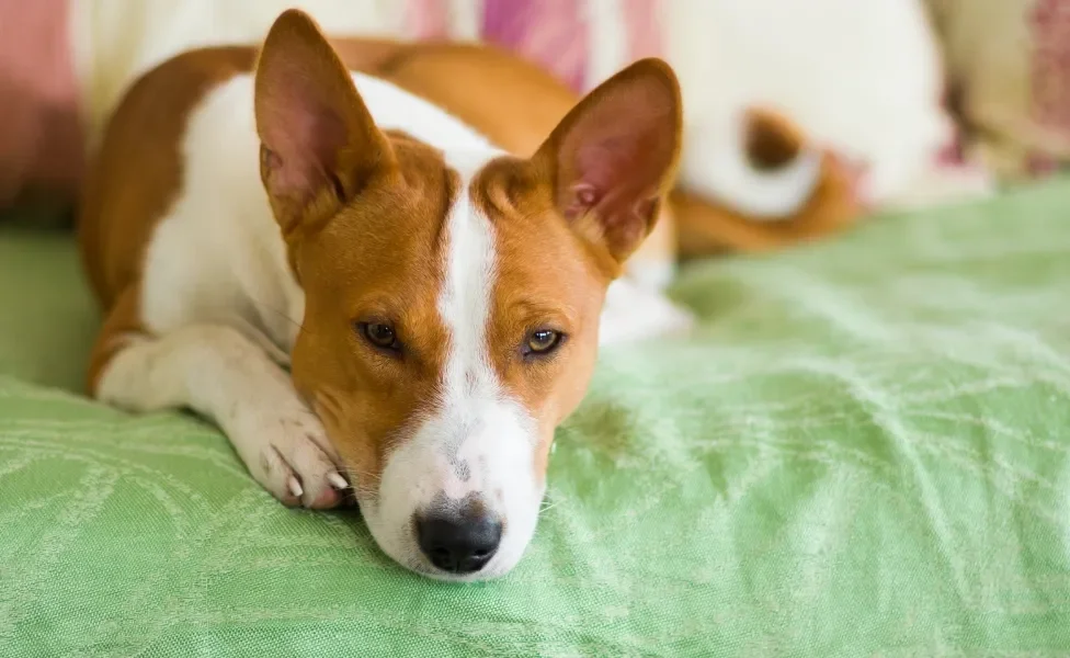 Basenji deitado no sofá 