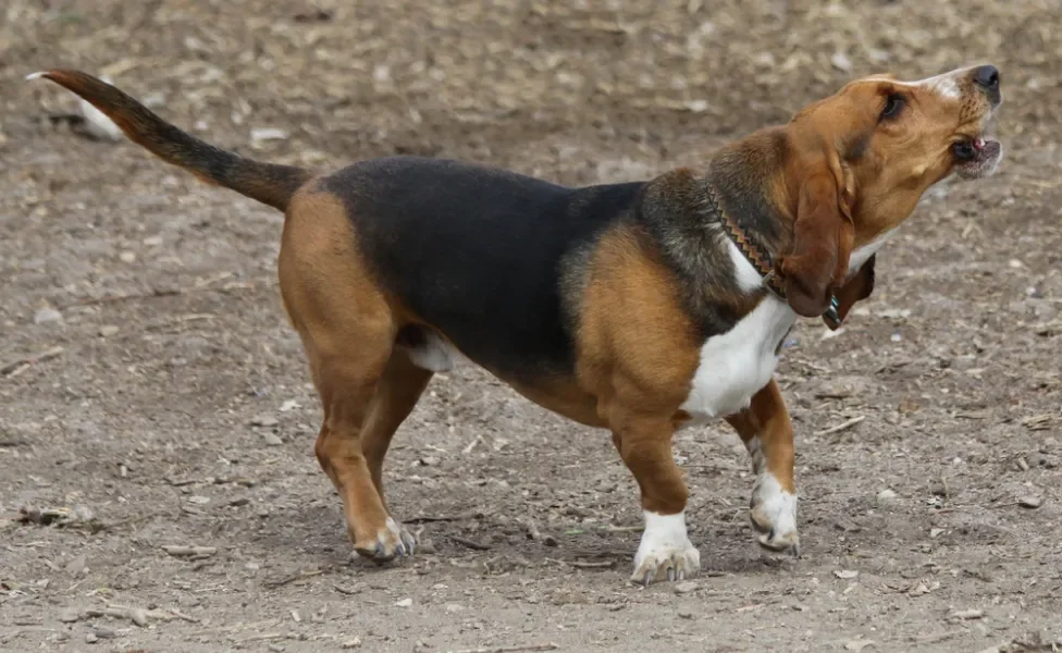 Cachorro latindo da raça Basset Hound